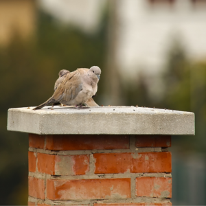 Reasons Your Chimney Smells - York County ME - Frechette Chimney